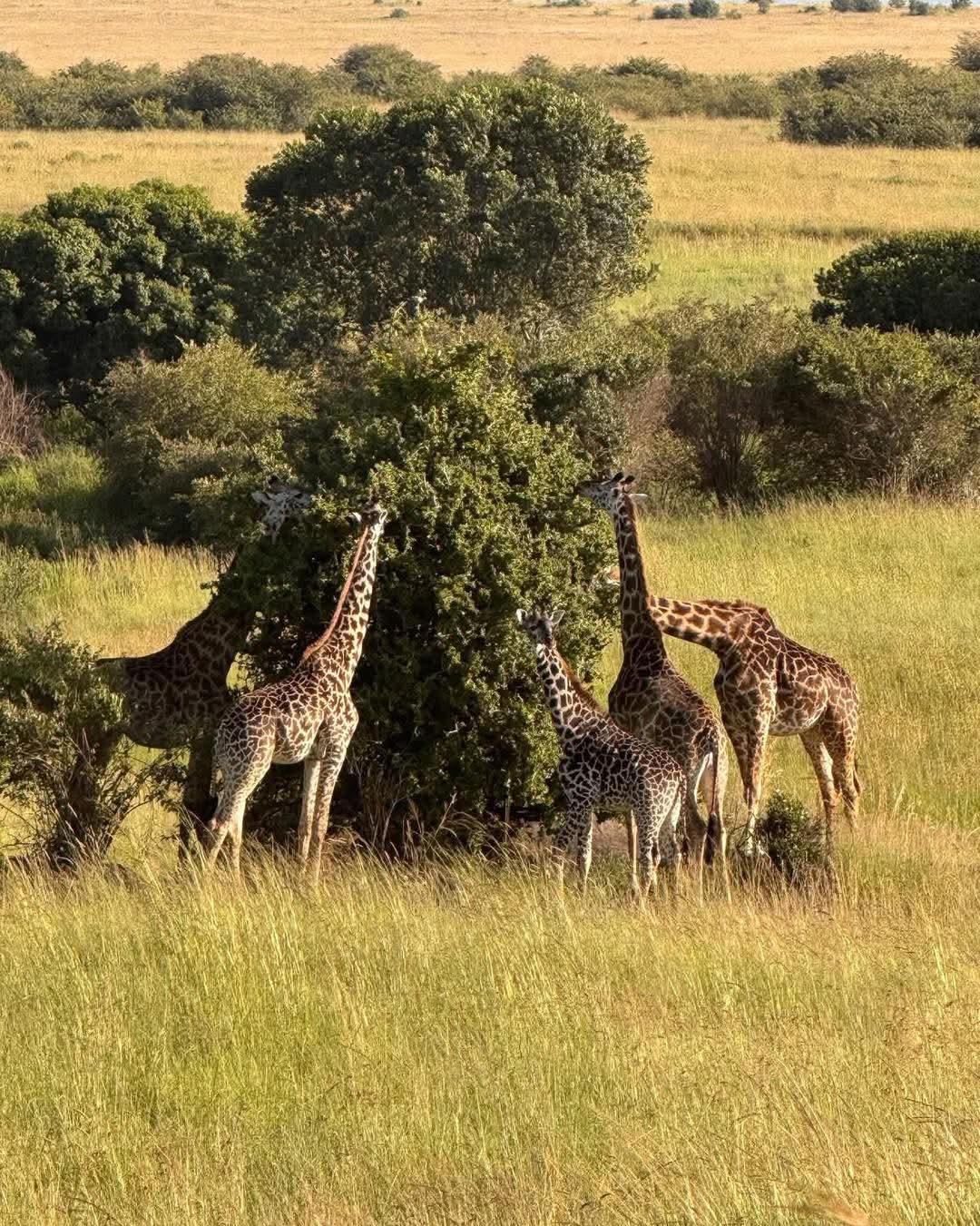 what to know about Maasai mara world's most spectacular wildlife destinations,