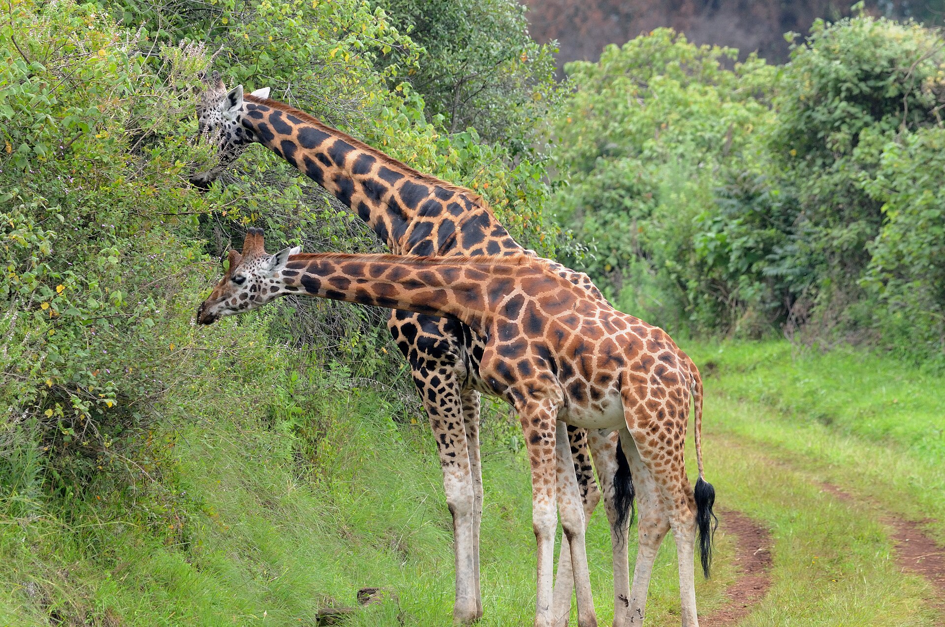 Kenya with kids: how to plan a family safari everyone will remember