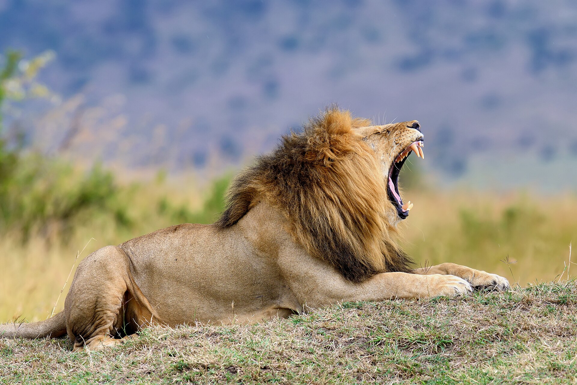 The perfect 10 days in Kenya: summit a mountain, then meet the Mara