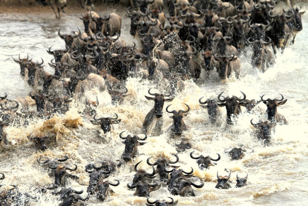 The wildebeest migration in 2026: when, where and how to see the crossings