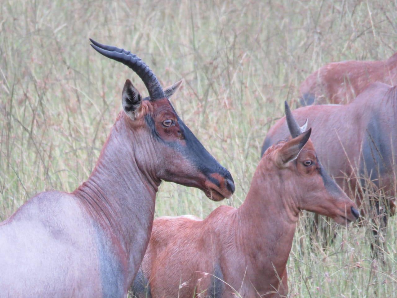 Ngorongoro Crater