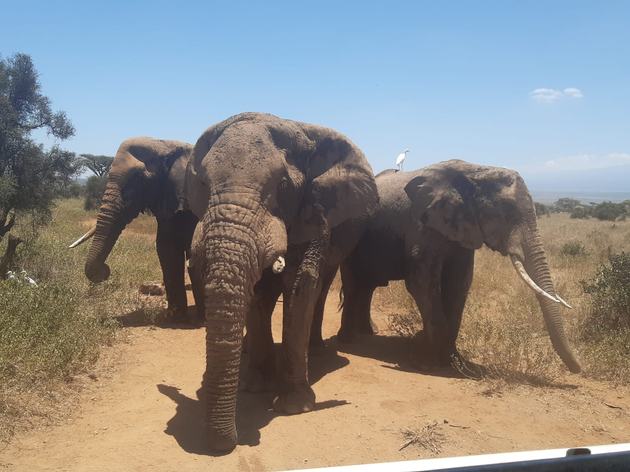 Mountain and safari in one trip