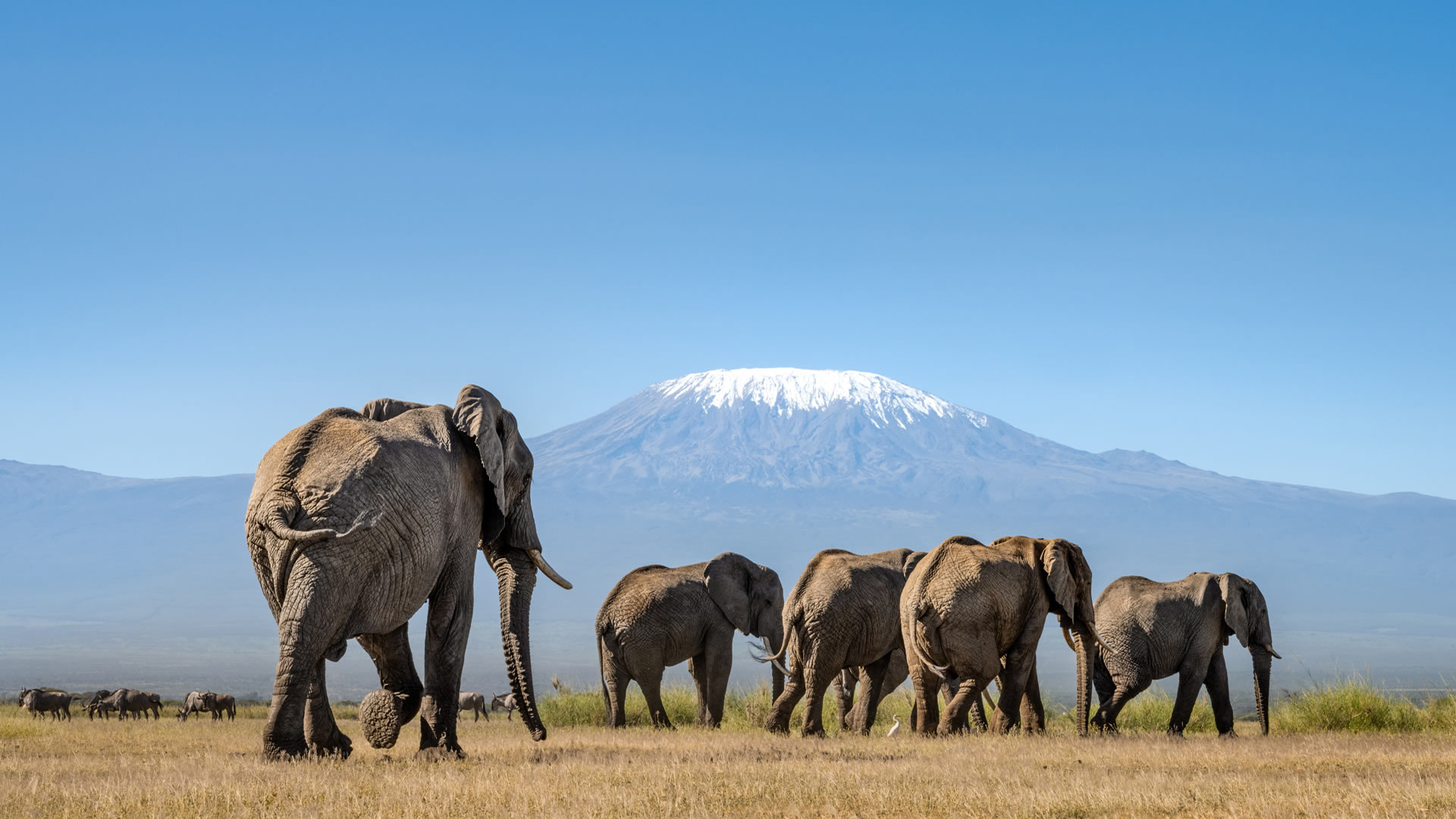 Amboseli Safari Experience