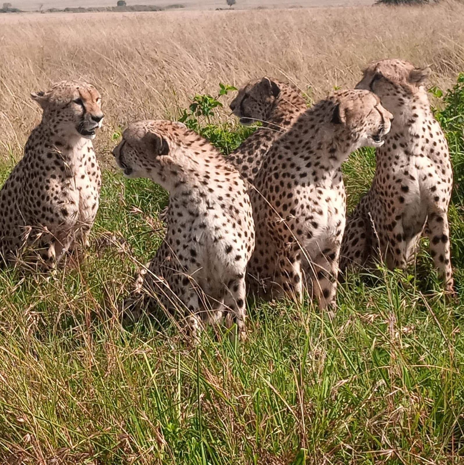 Nairobi to Masai Mara – Afternoon Game Drive