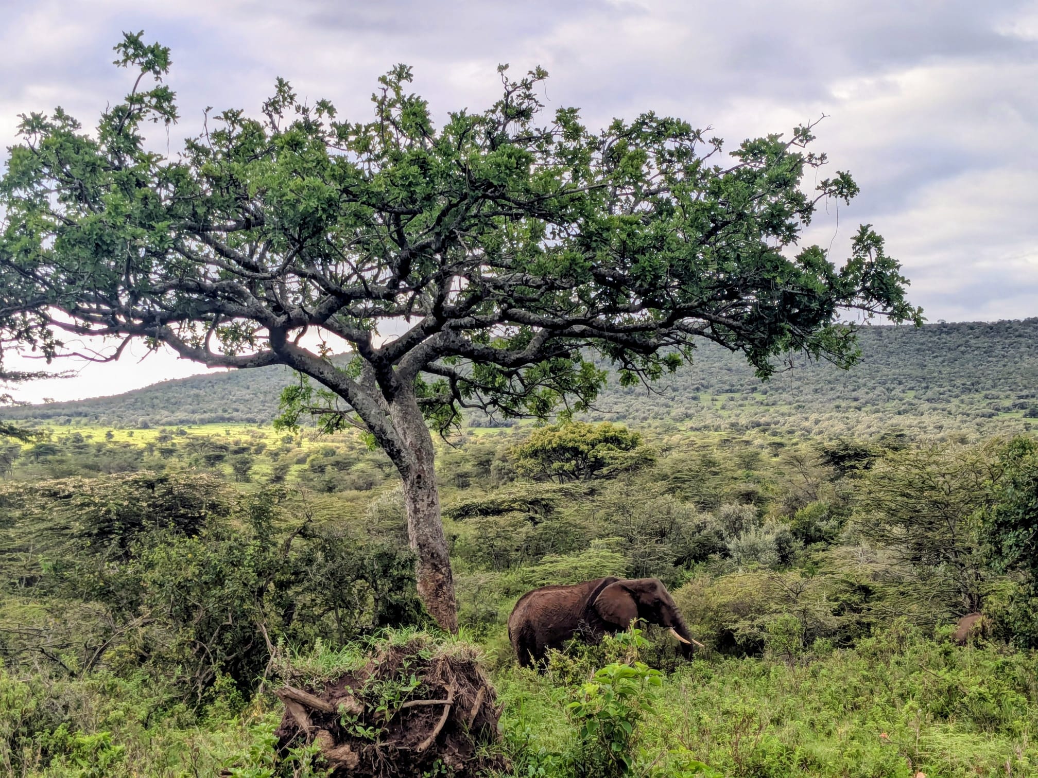 Full Day Game Drives – Masai Mara