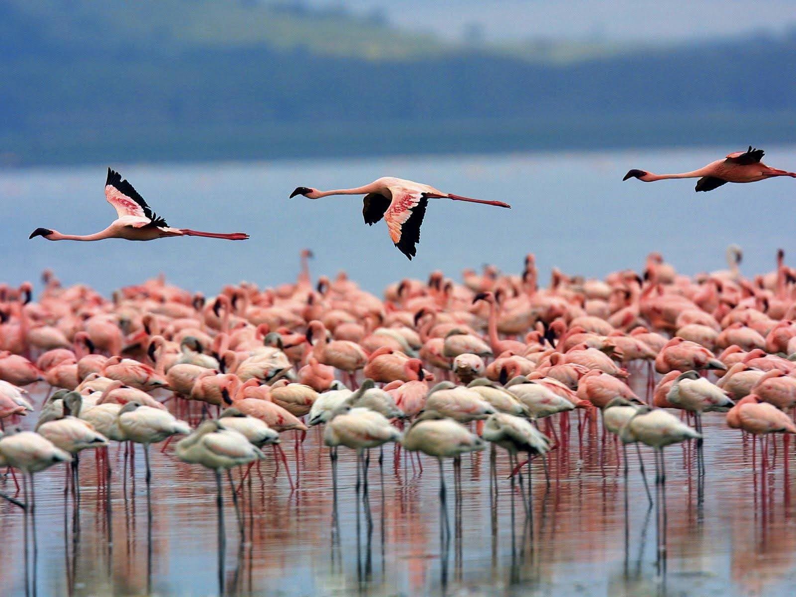 Nairobi to Lake Nakuru National Park