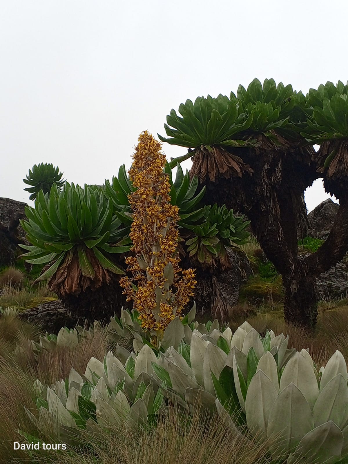 Old moses Camp to Shiptons Camp (4,200 m) Distance walk 15 km 6hrs