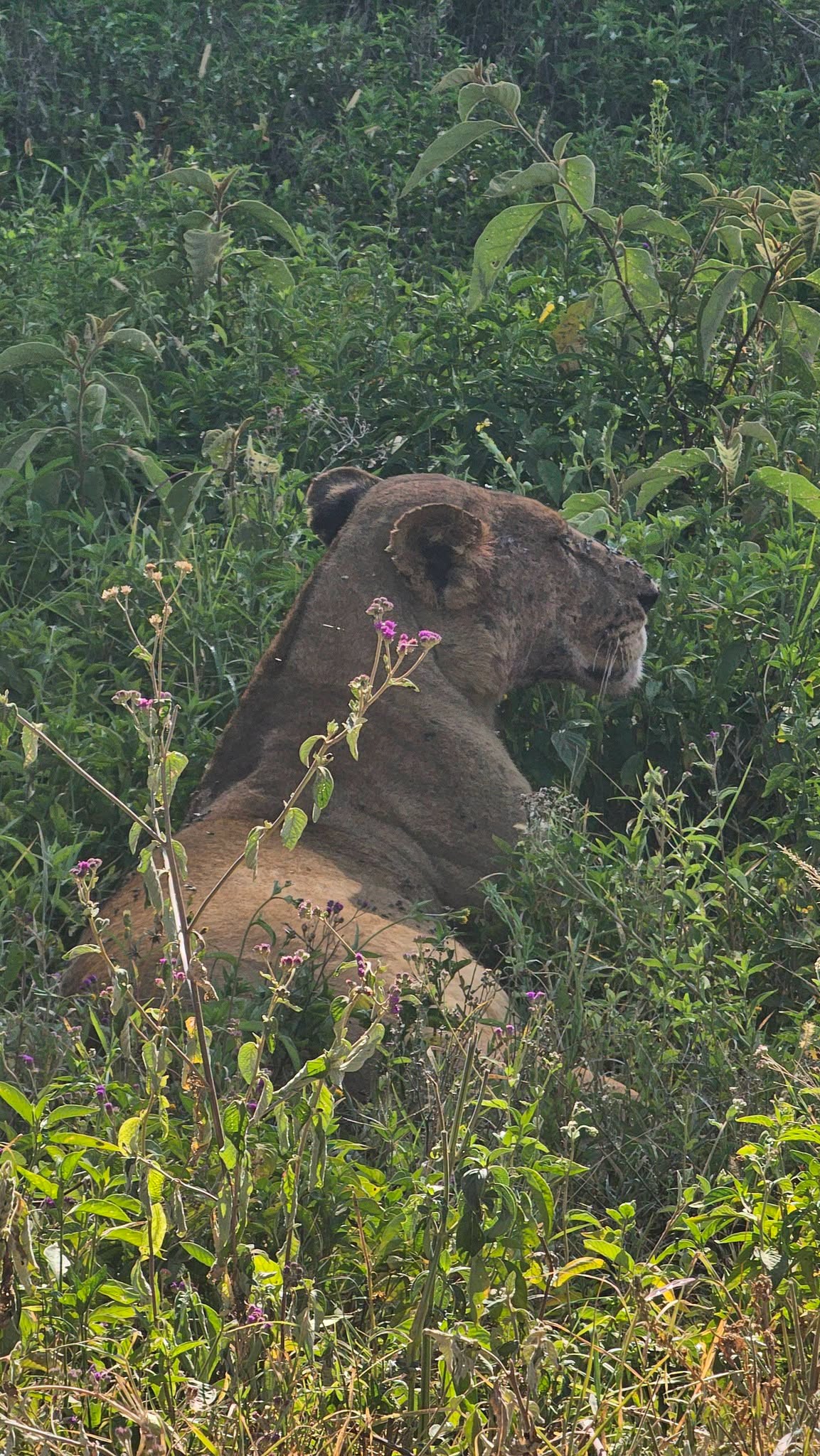 Lake Nakuru to Maasai Mara National Reserve
