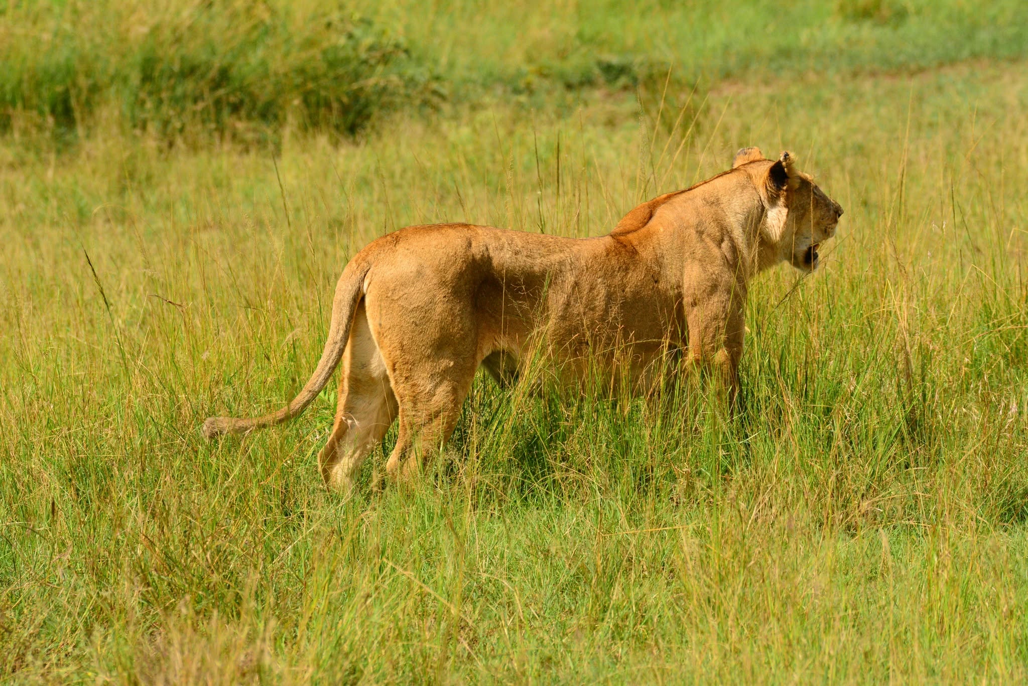 Full Day in Maasai Mara