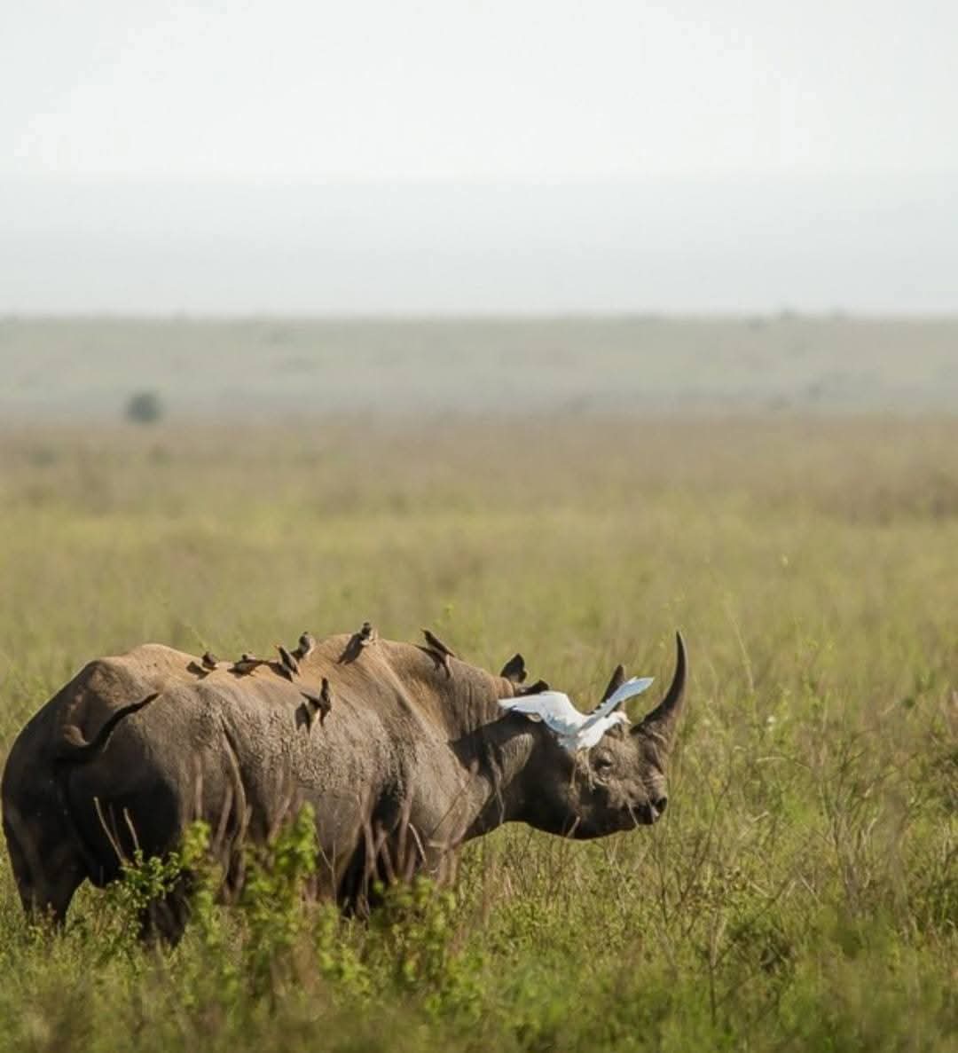 Nairobi to Ol Pejeta Conservancy