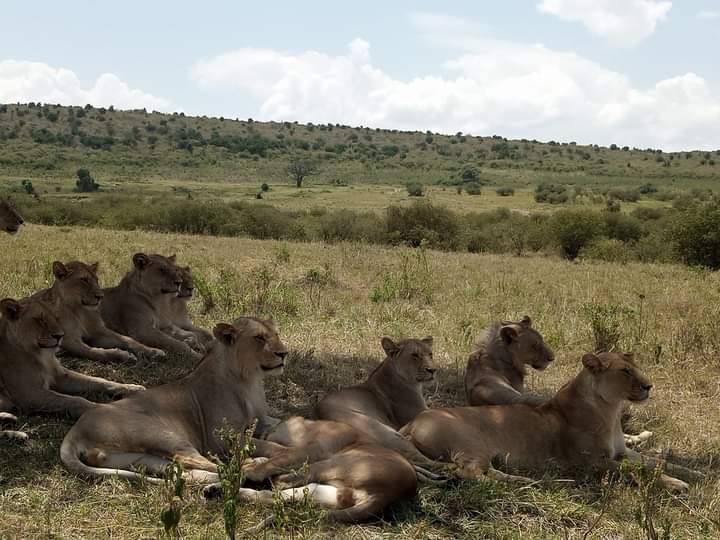 Final Morning Drive – Return to Nairobi