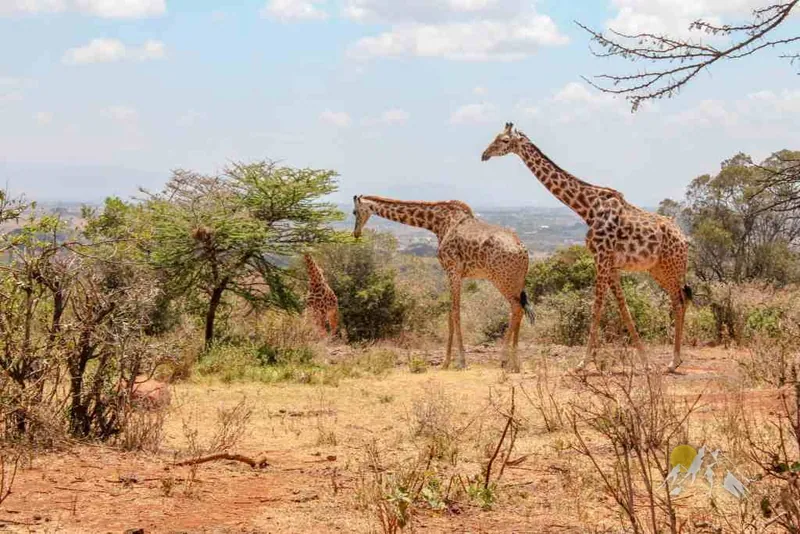 Tsavo East or west tours