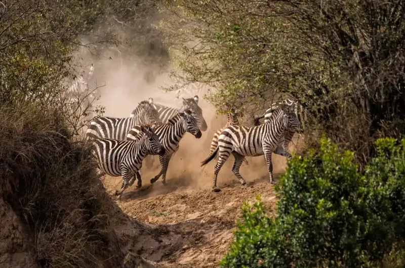 Samburu national reserve