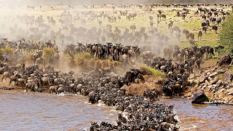 Maasai mara wildebeest migration season-4 Days