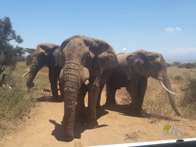 Amboseli tours