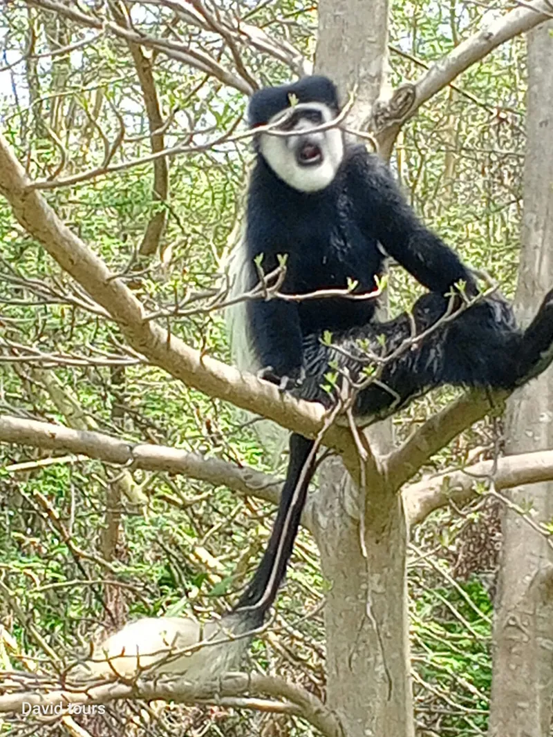 7 Days Safari-Samburu lake nakuru and masai mara adventures Tour Gallery (64) 3