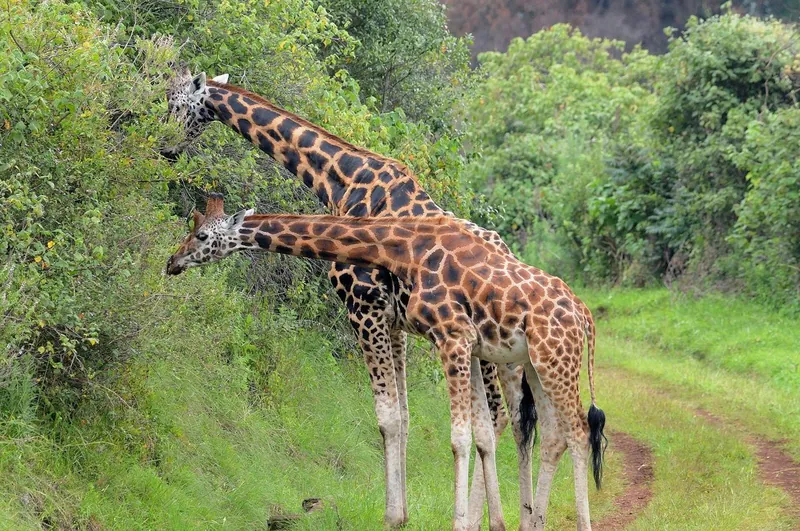 Kenya with kids: how to plan a family safari everyone will remember
