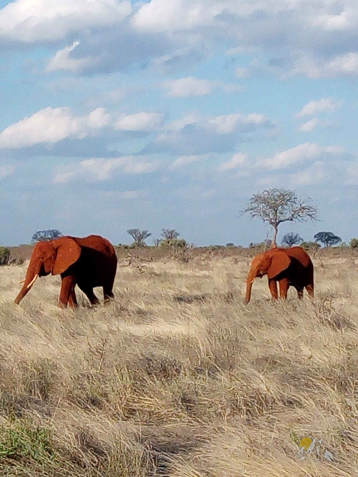 5 days Sweetwater olpejeta and Samburu Kenya safari Tour Gallery (99) 1