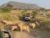 12 Days Kenya & Tanzania Classic Safari Tour Gallery (84) 3