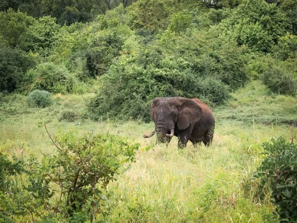 3-day Masai Mara lodge safari Tour Gallery (72) 3