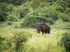 3-day Masai Mara lodge safari Tour Gallery (72) 3