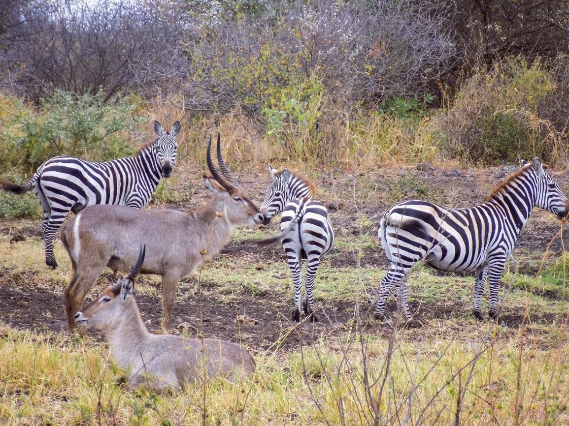 13 Days 12 nights Kenya wildlife holiday tour-family holiday safari Tour Gallery (75) 1