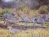 13 Days 12 nights Kenya wildlife holiday tour-family holiday safari Tour Gallery (75) 1