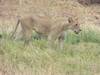 13 Days 12 nights Kenya wildlife holiday tour-family holiday safari Tour Gallery (75) 2