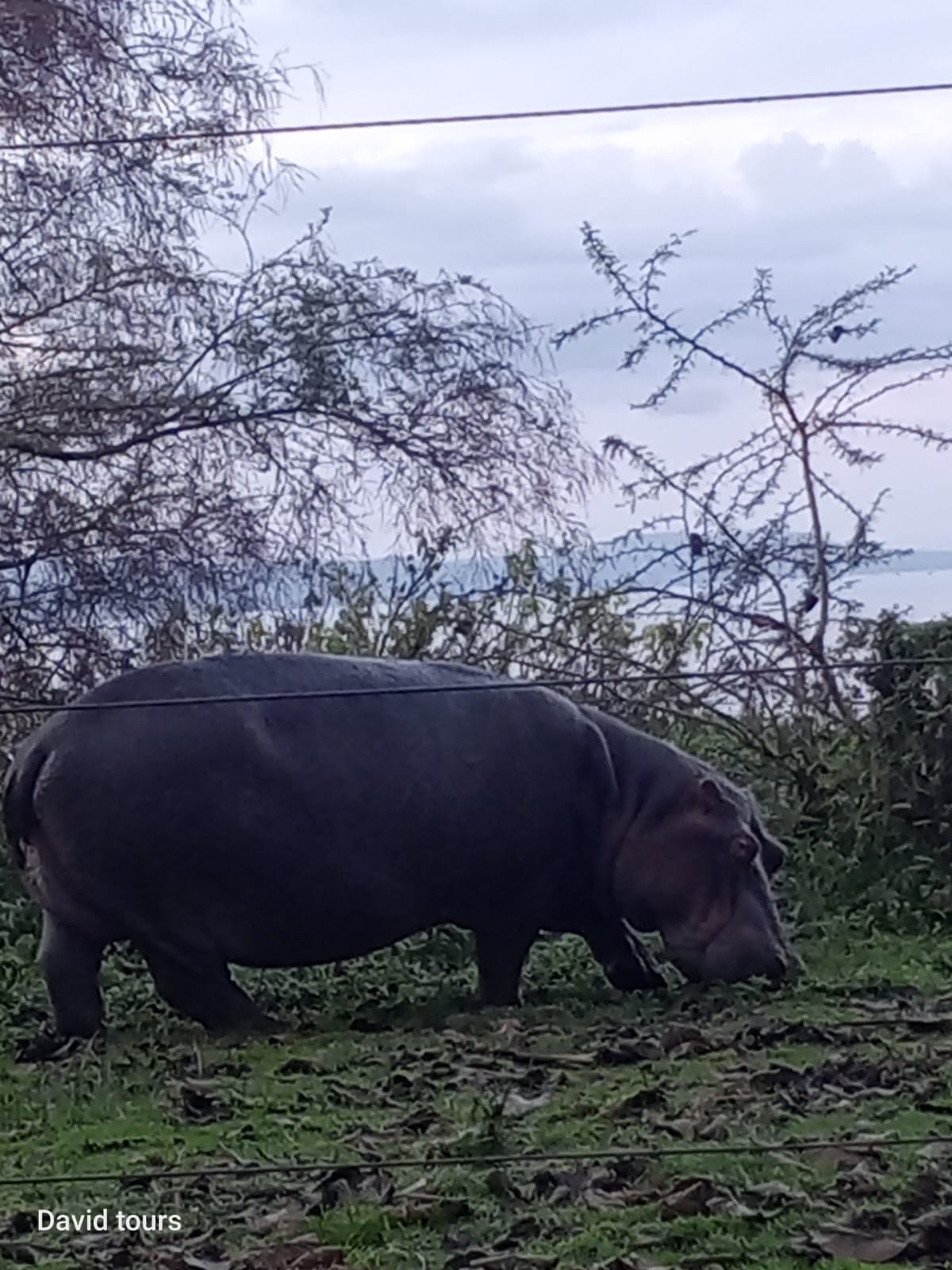 4 Days Maasai Mara lake Naivasha and Hells gate Safari Tour Gallery (59) 1