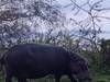 4 Days Maasai Mara lake Naivasha and Hells gate Safari Tour Gallery (59) 1