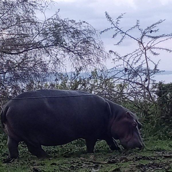 4 Days Maasai Mara lake Naivasha and Hells gate Safari Tour Gallery (59)
