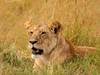 3 nights-4 days Lake Nakuru and Maasai Mara safari Tour Gallery (78) 3