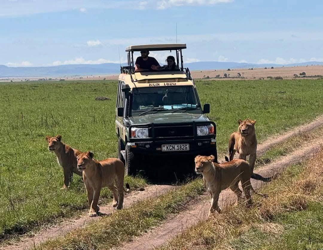 3-day Masai Mara lodge safari Tour Gallery (72) 1
