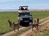 3-day Masai Mara lodge safari Tour Gallery (72) 1