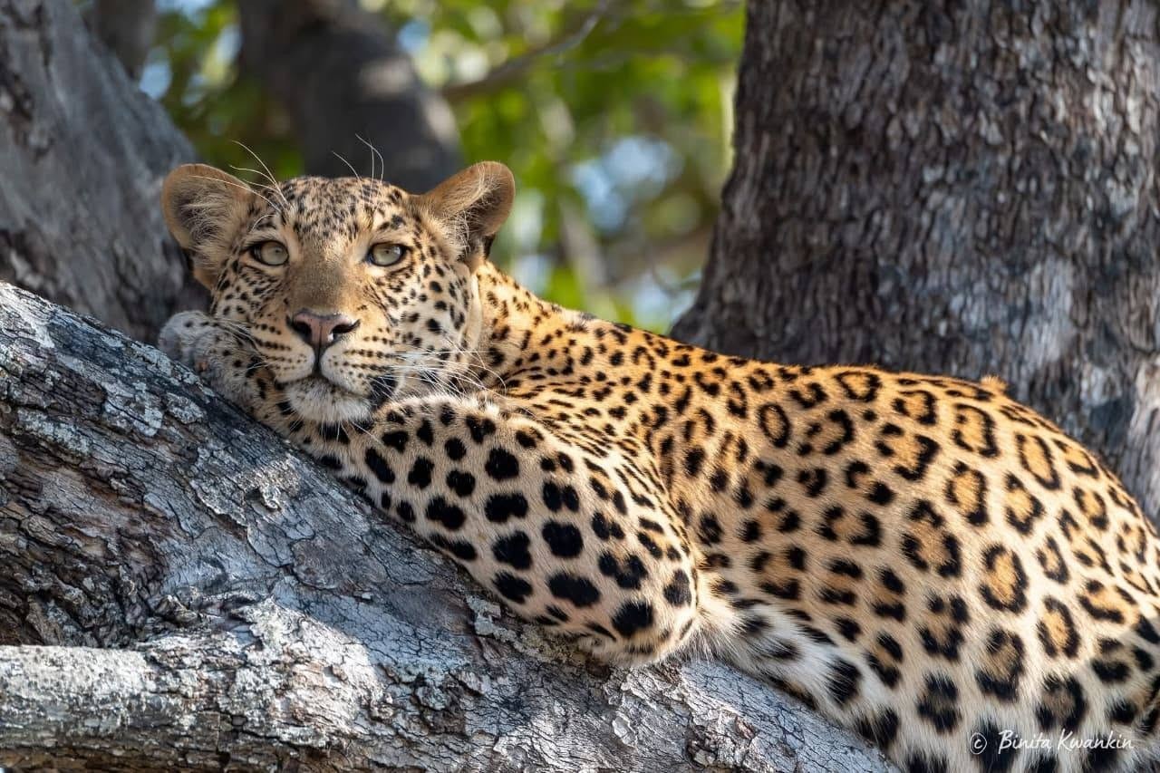 3-day Masai Mara lodge safari Tour Gallery (72) 2