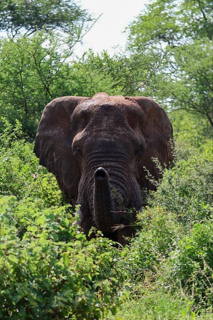 2-Nights Meru National Park Tour Gallery (76) 1