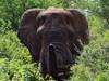2-Nights Meru National Park Tour Gallery (76) 1