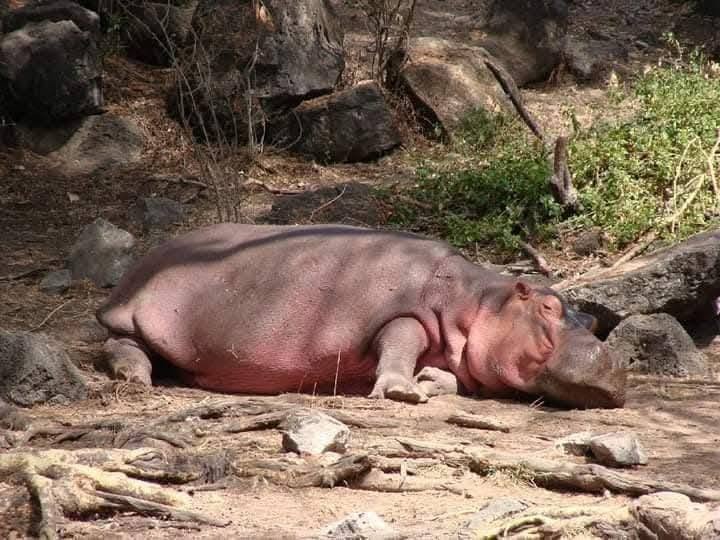 2-Nights Meru National Park Tour Gallery (76) 2