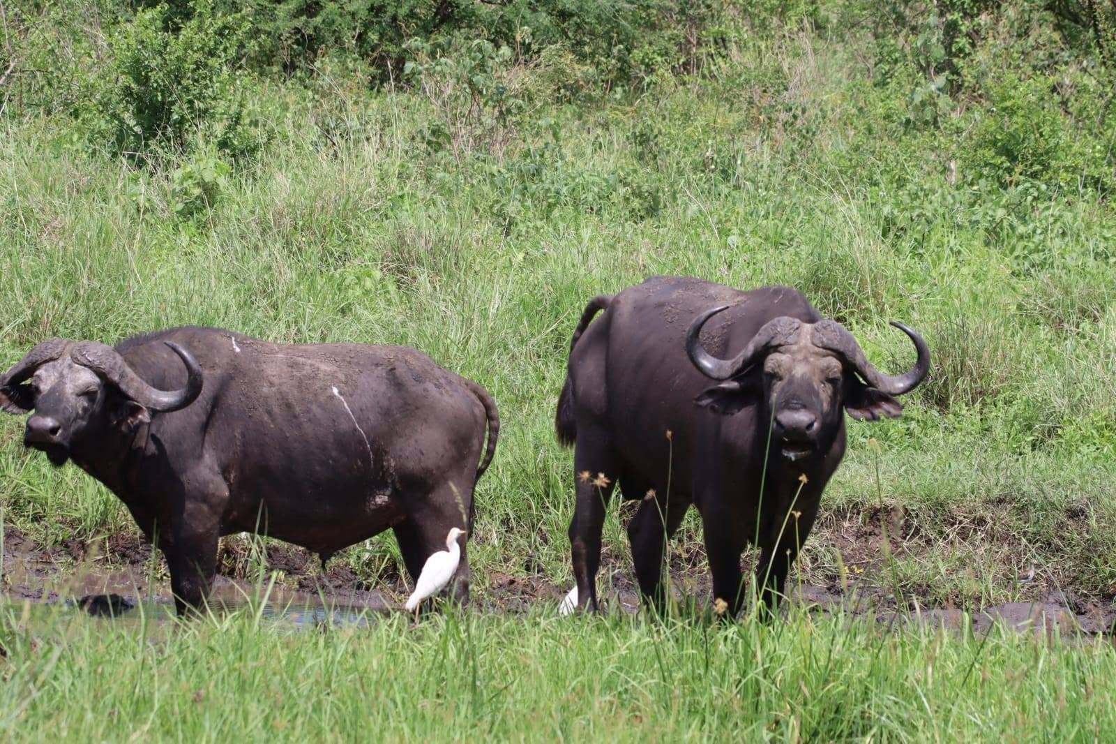 2-Nights Meru National Park Tour Gallery (76) 3