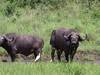 2-Nights Meru National Park Tour Gallery (76) 3