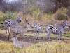 3 Day mountkenya and overnight at Ol pejeta Safari Tour Gallery (74) 1