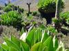 4 Days-Mountkenya climb Naromoru trail-Sirimon route Tour Gallery 3
