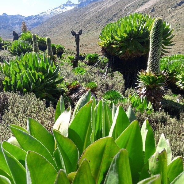 4 Days-Mountkenya climb Naromoru trail-Sirimon route Tour Gallery 3