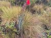 5 Days Chogoria Route climb through dense bamboo forests, up the dramatic ridge Tour Gallery (69) 1