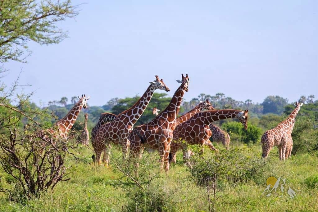 8 Days mountkenya trekking and samburu national reserve Tour Gallery (73) 3