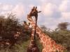 11 Days Budgeted Safari- Samburu, Lake Nakuru, Masai Mara, Lake Naivasha, Amboseli, and Tsavo East, Tour Gallery (77) 2
