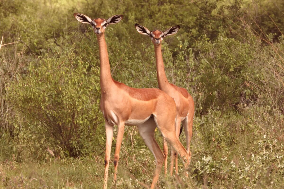 11 Days Budgeted Safari- Samburu, Lake Nakuru, Masai Mara, Lake Naivasha, Amboseli, and Tsavo East, Tour Gallery (77) 3