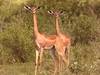 11 Days Budgeted Safari- Samburu, Lake Nakuru, Masai Mara, Lake Naivasha, Amboseli, and Tsavo East, Tour Gallery (77) 3