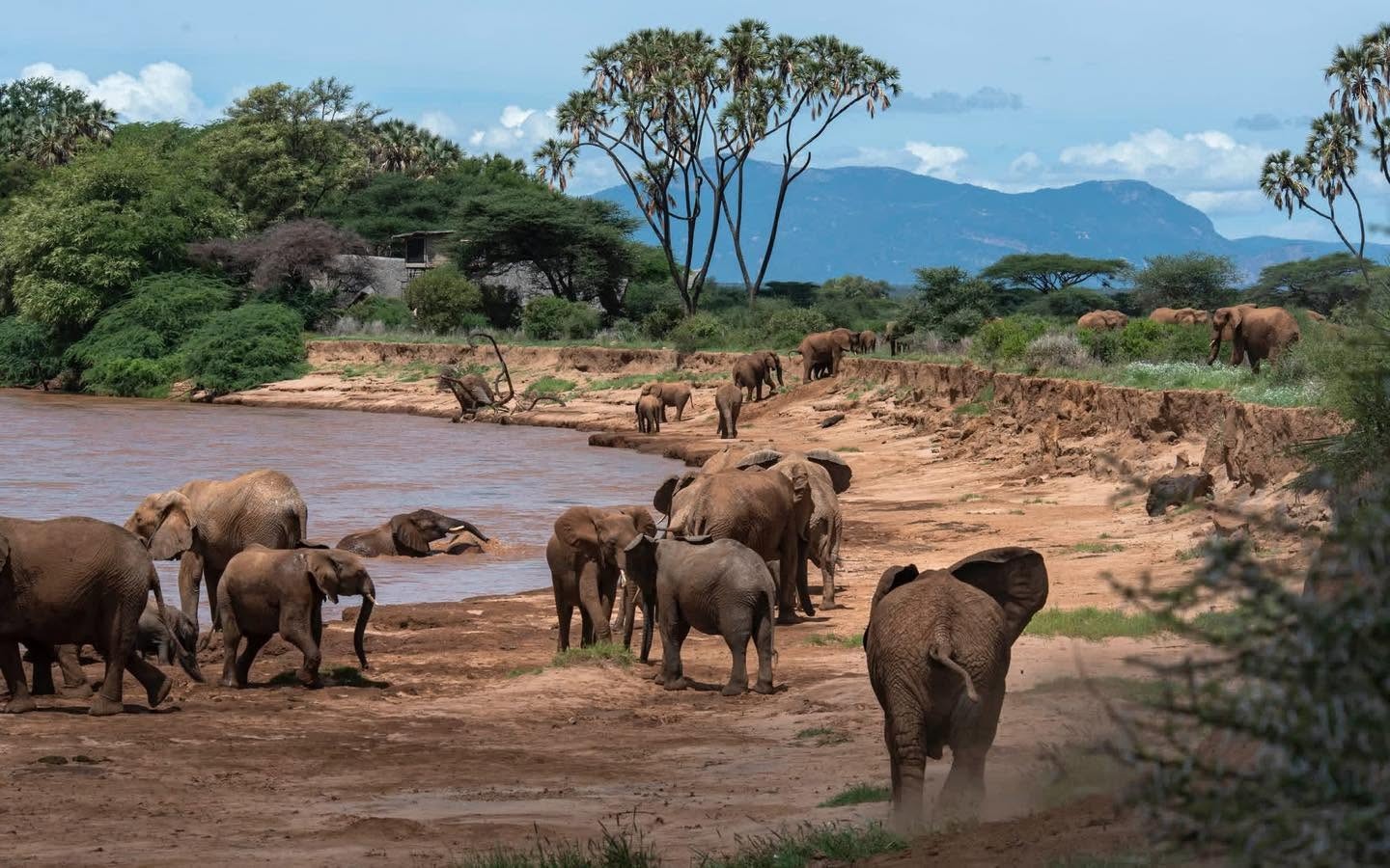 11 Days Budgeted Safari- Samburu, Lake Nakuru, Masai Mara, Lake Naivasha, Amboseli, and Tsavo East, Tour Gallery (77) 1
