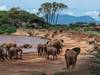 11 Days Budgeted Safari- Samburu, Lake Nakuru, Masai Mara, Lake Naivasha, Amboseli, and Tsavo East, Tour Gallery (77) 1